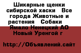 Шикарные щенки сибирской хаски - Все города Животные и растения » Собаки   . Ямало-Ненецкий АО,Новый Уренгой г.